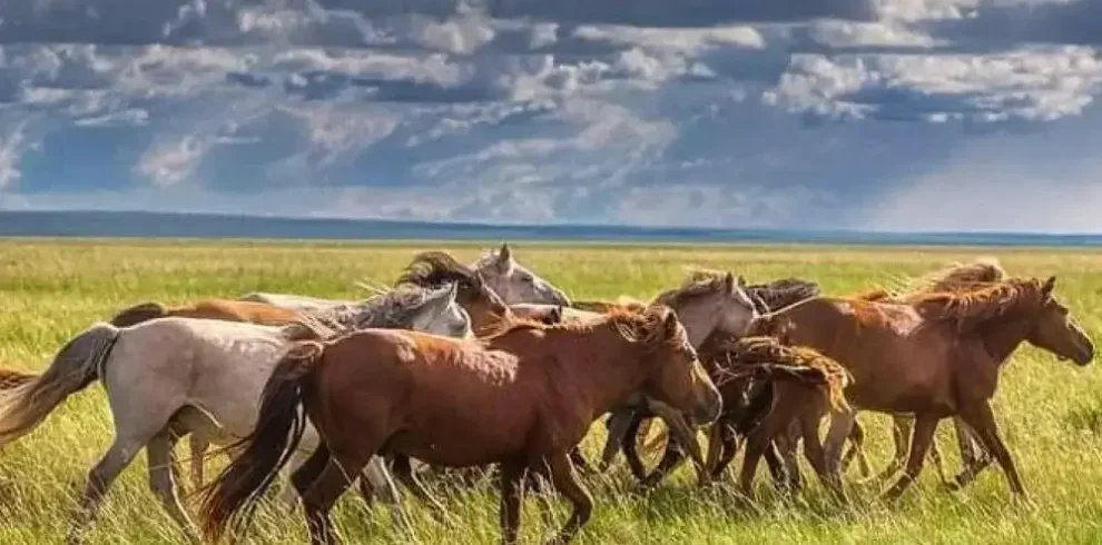 sportangeln-mongolei